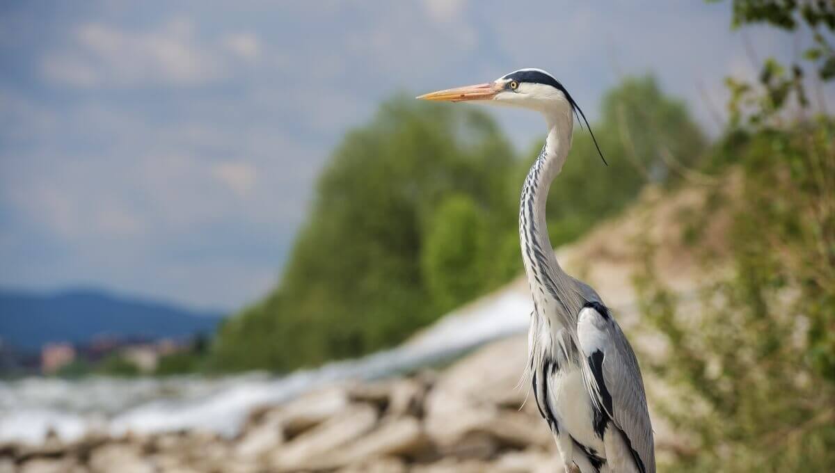 Czapla siwa stojąca w wodzie nad brzegiem jeziora