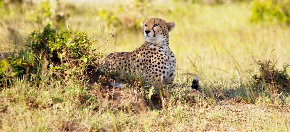 Gepard odpoczywający w afrykańskiej sawannie wśród wysokiej trawy