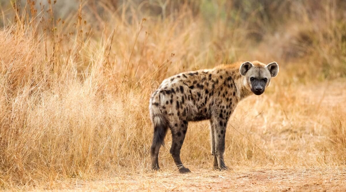 Hiena cętkowana stojąca w złotej trawie afrykańskiej sawanny