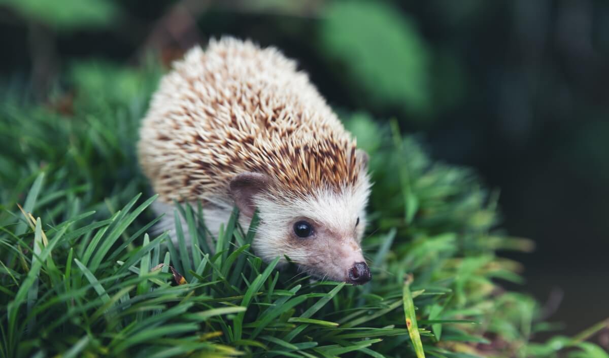 Jeż europejski z charakterystycznymi kolcami spacerujący po zielonej trawie