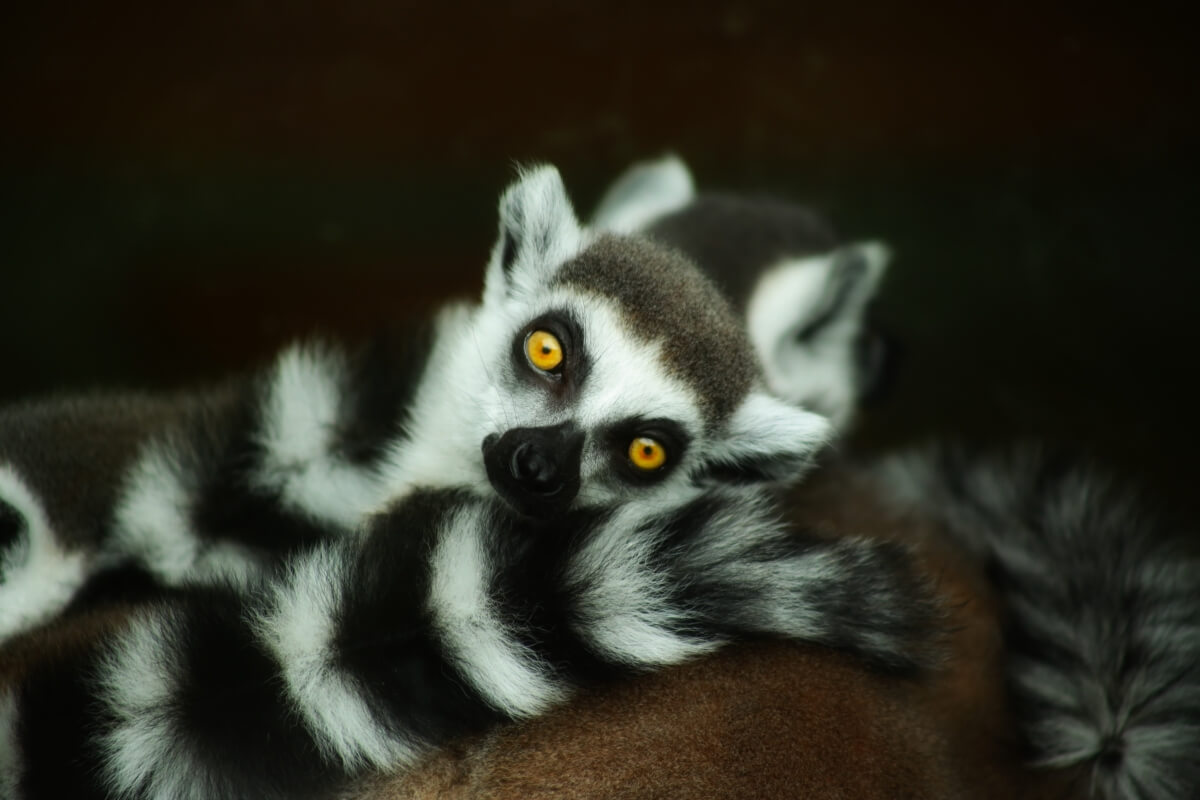 Lemur katta z charakterystycznymi żółtymi oczami i czarno-białym futrem