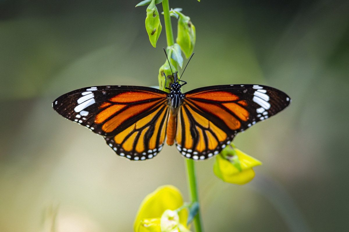 Motyl monarcha z pomarańczowymi skrzydłami w czarne wzory na żółtym kwiatku