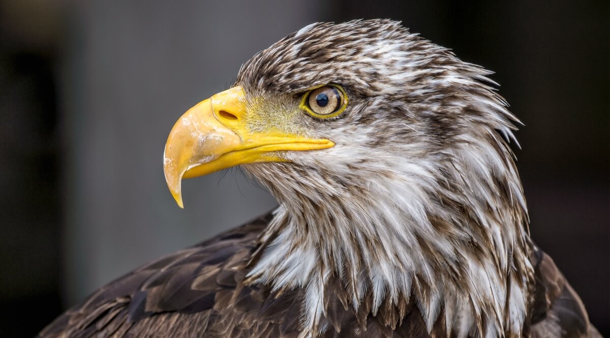 Orzeł z charakterystycznym haczykowatym dziobem i przenikliwym spojrzeniem