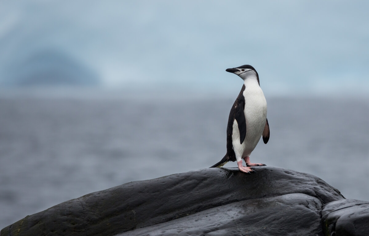 Pingwin stojący na szarej skale nad oceanem w charakterystycznym czarno-białym upierzeniu