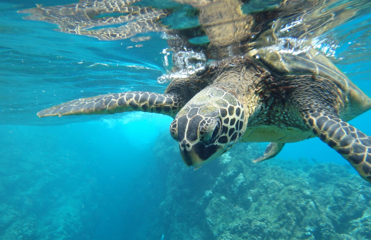 Żółw morski pływający w błękitnej wodzie oceanu z charakterystycznym pancerzem